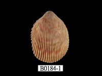 藏品(長鳥尾蛤)的圖片